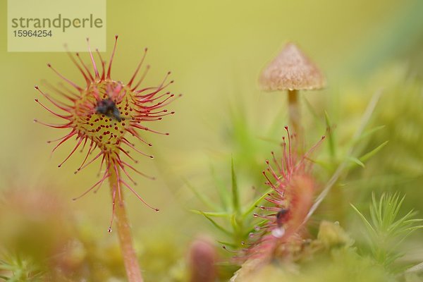 Sonnentau (Drosera rotundifolia)