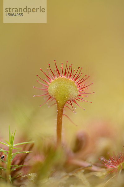 Sonnentau (Drosera rotundifolia)