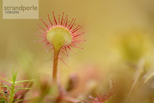 Sonnentau (Drosera rotundifolia)