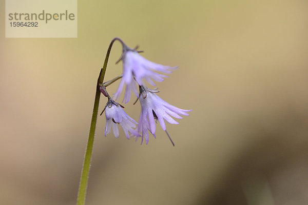 Lilafarbene Blume