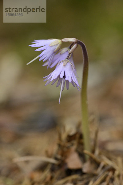 Lilafarbene Blume