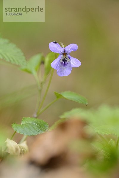 Lilafarbene Blume