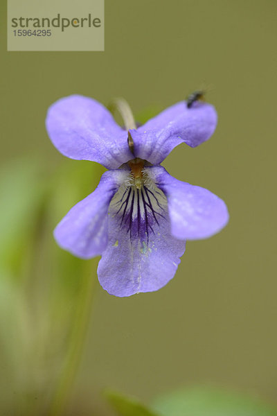 Lilafarbene Blume