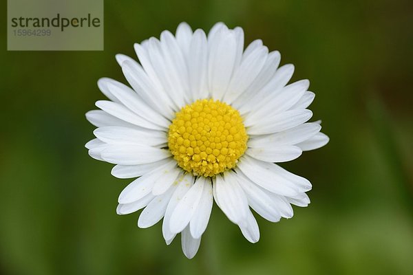 Gänseblümchen (Bellis perennis)