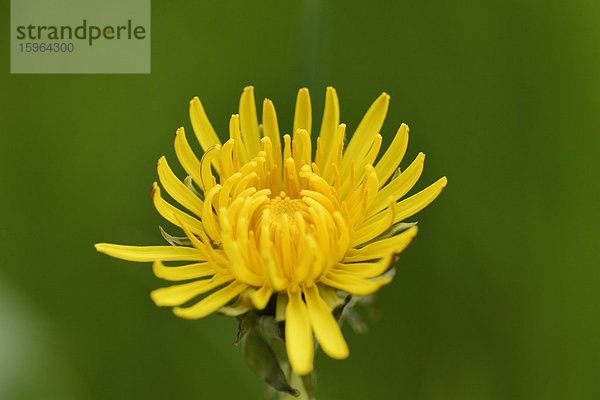 Löwenzahn (Taraxacum)