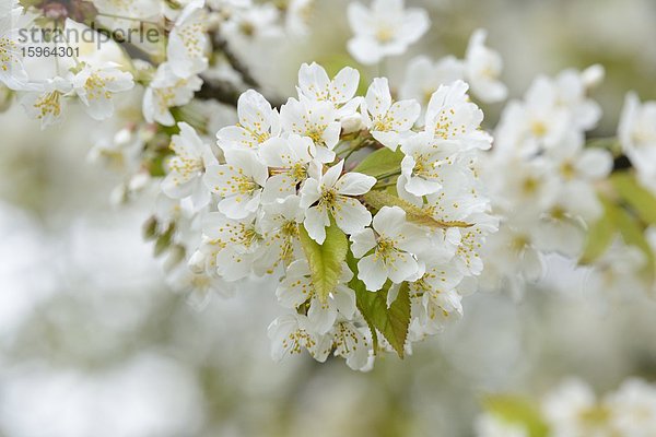 Blühender Baum im Frühling