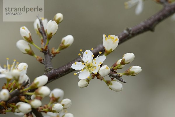 Blühender Baum im Frühling