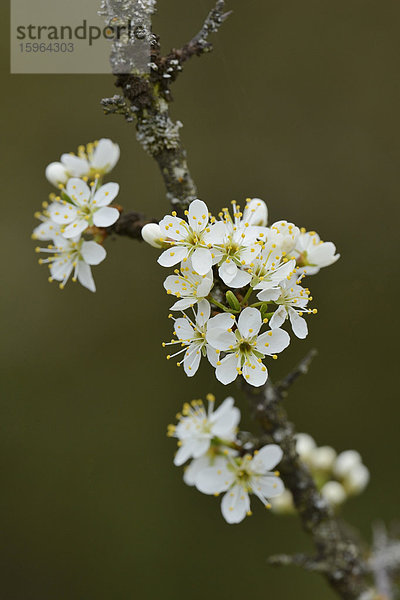 Blühender Baum im Frühling