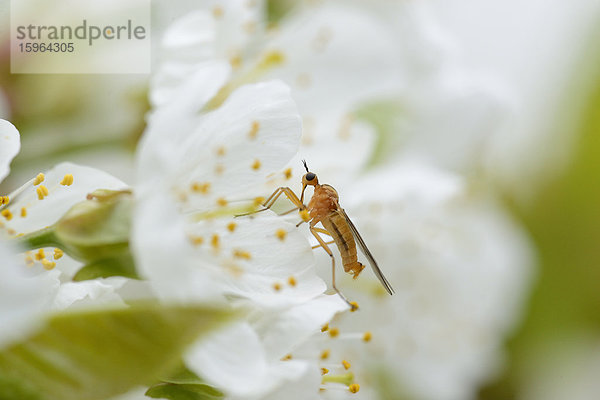 Insekt auf einer Blüte