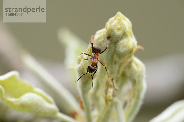 Rote Waldameise (Formica rufa) an einer Knospe