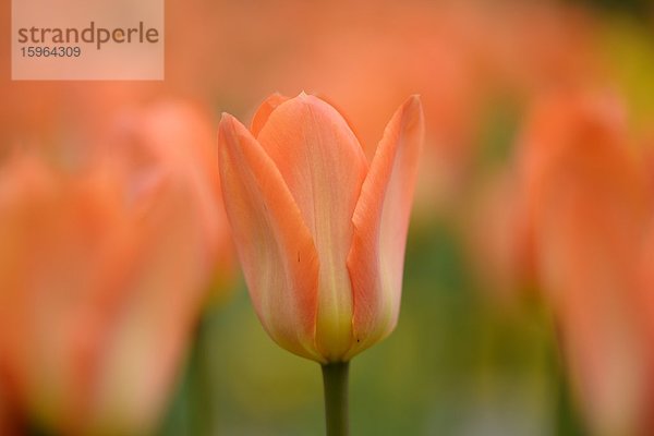 Blühende Tulpen