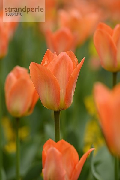 Blühende Tulpen