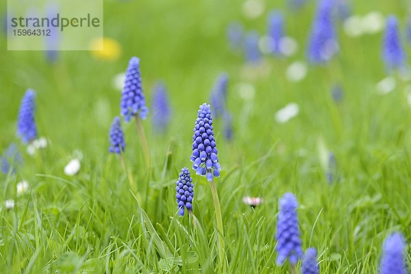 Weinbergs-Traubenhyazinthen (Muscari neglectum) auf einer Wiese