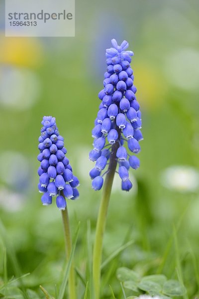 Weinbergs-Traubenhyazinthe (Muscari neglectum)