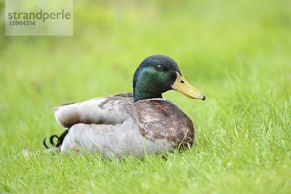 Männliche Stockente (Anas platyrhynchos) auf einer Wiese