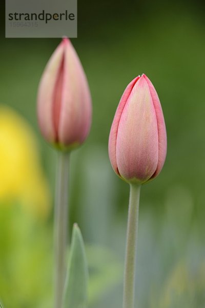 Blühende Tulpen