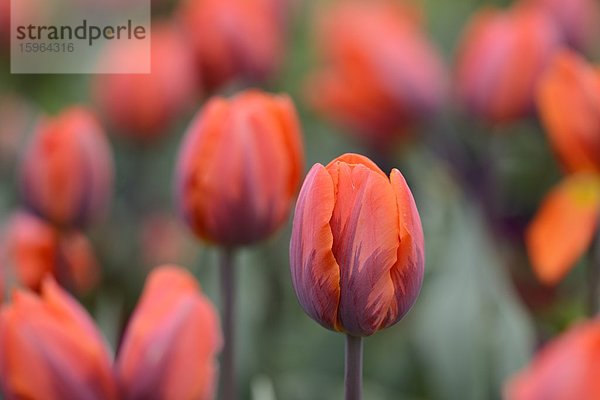 Blühende Tulpen