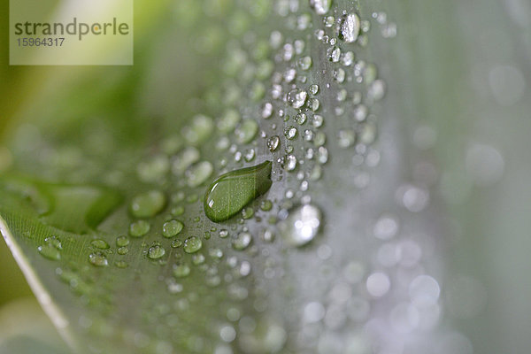 Wassertropfen auf einem Blatt