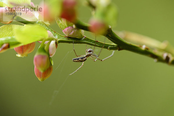 Spinne an einem Zweig  close-up