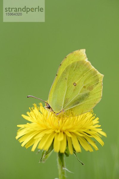 Schmetterling auf Löwenzahn