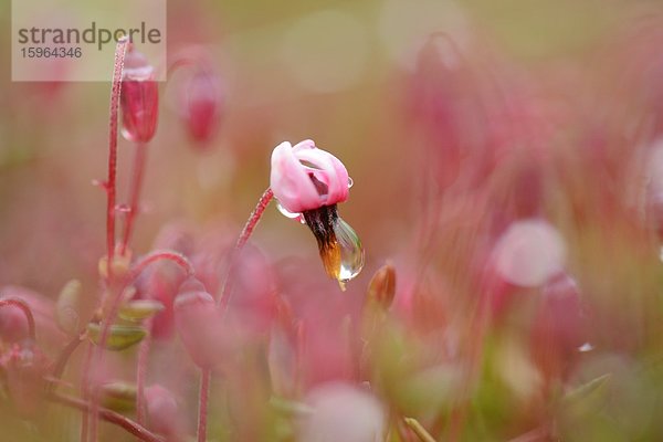 Blüte einer Gewöhnlichen Moosbeere (Vaccinium oxycoccos) in einem Moor im Frühling