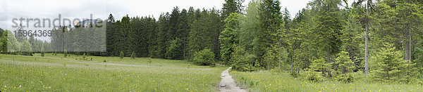 Fußweg in einer Naturlandschaft  Steiermark  Österreich
