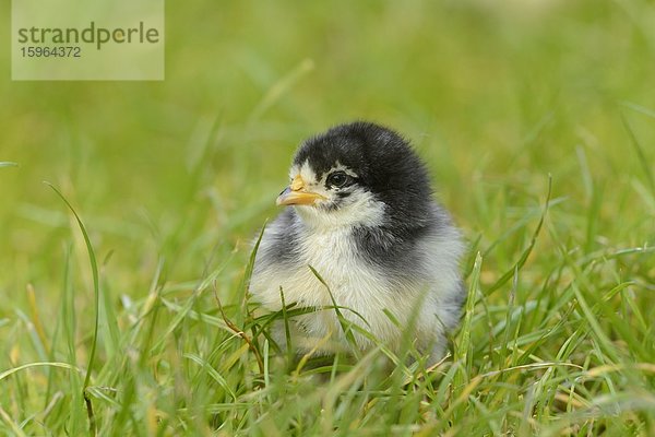 Hühnerküken (Gallus gallus domesticus) auf einer Wiese im Frühling