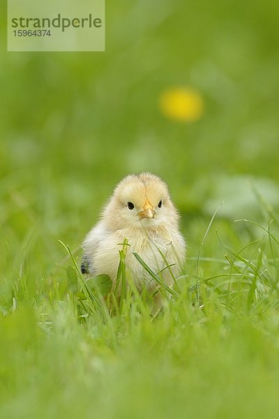 Hühnerküken (Gallus gallus domesticus) auf einer Wiese im Frühling