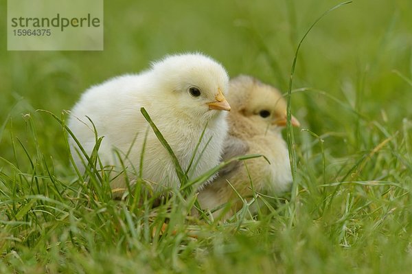 Hühnerküken (Gallus gallus domesticus) auf einer Wiese im Frühling