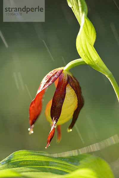 Gelber Frauenschuh (Cypripedium calceolus) im Regen