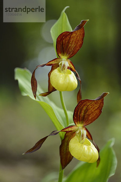 Gelber Frauenschuh (Cypripedium calceolus)