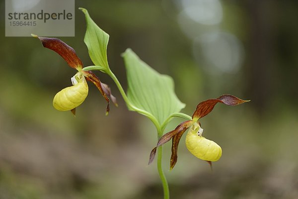 Gelber Frauenschuh (Cypripedium calceolus)