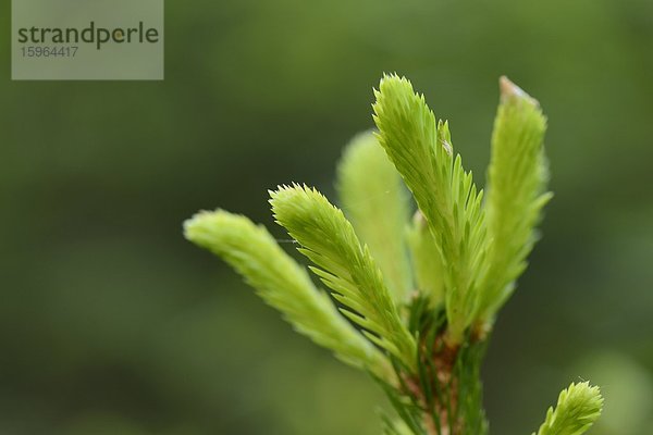 Spross einer Gemeine Fichten (Picea abies)