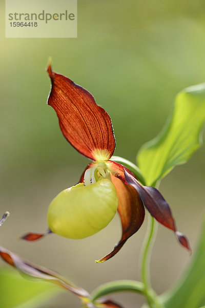 Gelber Frauenschuh (Cypripedium calceolus)