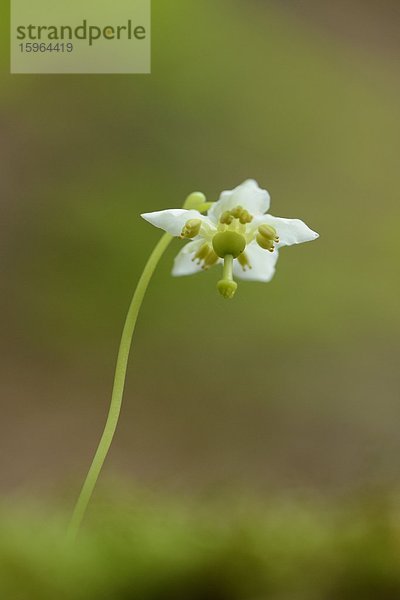 Blüte eines Moosauges (Moneses uniflora)