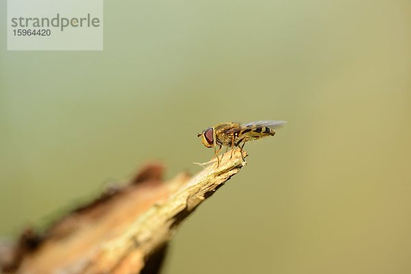 Marmeladenschwebfliege (Episyrphus balteatus)