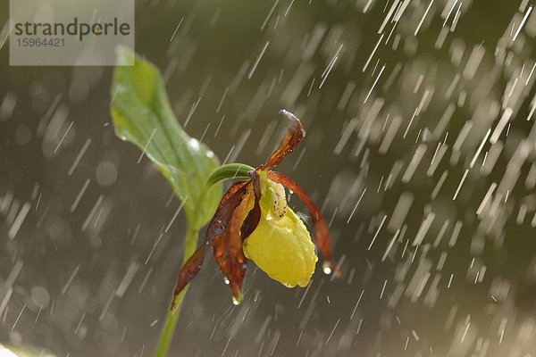 Gelber Frauenschuh (Cypripedium calceolus) im Regen