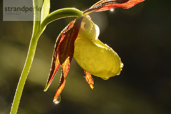 Gelber Frauenschuh (Cypripedium calceolus)