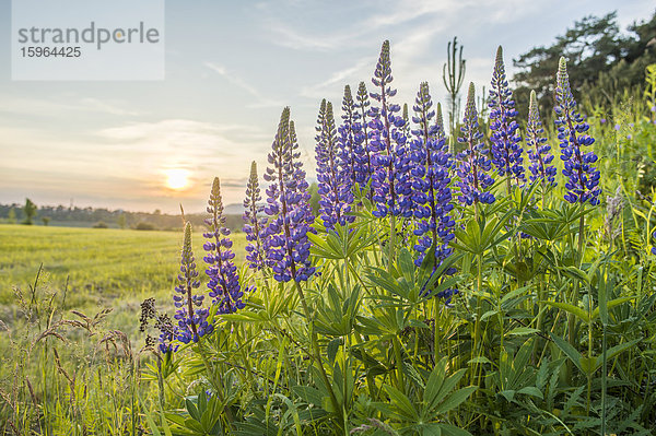 Blaue Lupinen (Lupinus angustifolius) bei Sonnenuntergang