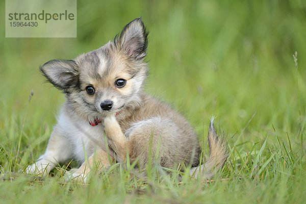 Chihuahua-Welpe im Freien