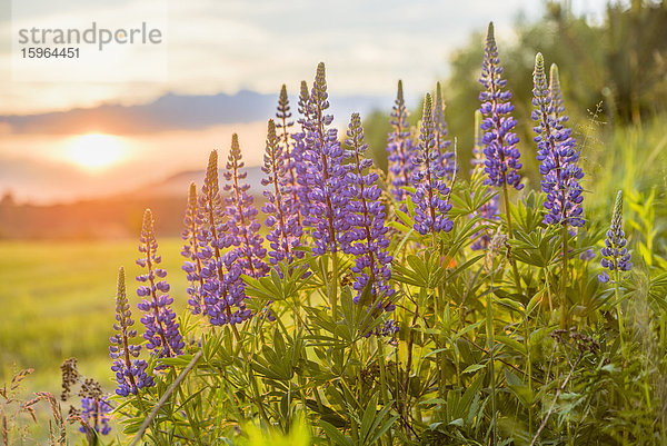 Blaue Lupinen (Lupinus angustifolius) bei Sonnenuntergang