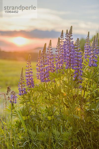 Blaue Lupinen (Lupinus angustifolius) bei Sonnenuntergang