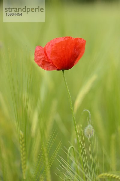 Klatschmohn (Papaver rhoeas) in einem Gerstenfeld