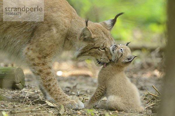 Junger Eurasischer Luchs (Lynx lynx) mit Mutter in einem Wald  Bayern  Deutschland