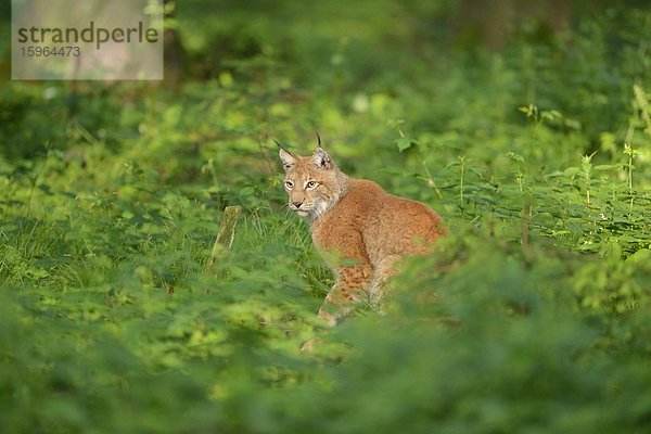 Eurasischer Luchs (Lynx lynx) in einem Wald  Bayern  Deutschland