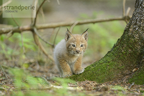 Junger Eurasischer Luchs (Lynx lynx) in einem Wald  Bayern  Deutschland