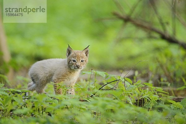 Junger Eurasischer Luchs (Lynx lynx) in einem Wald  Bayern  Deutschland