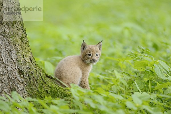 Junger Eurasischer Luchs (Lynx lynx) in einem Wald  Bayern  Deutschland