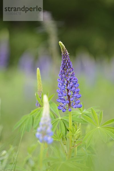 Blaue Lupine (Lupinus angustifolius)