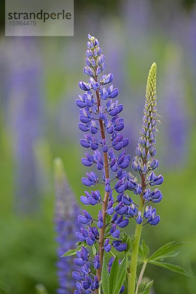 Blaue Lupine (Lupinus angustifolius)